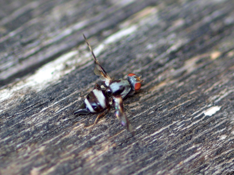 Diptera Tephritidae ?